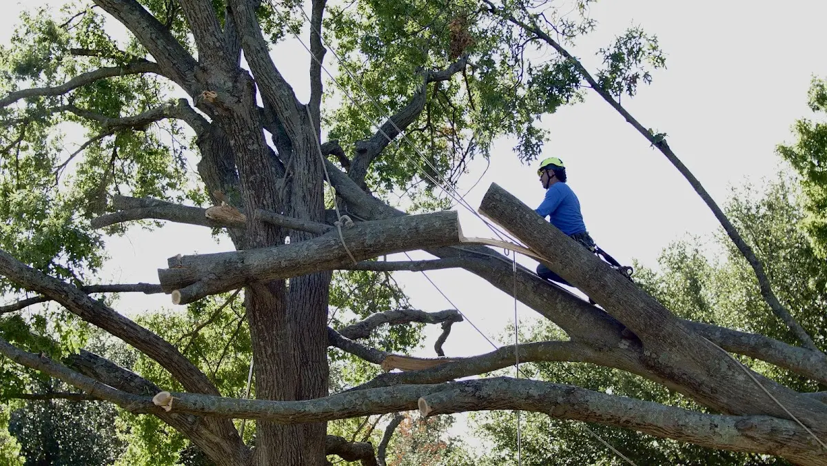Professional Crown Thinning performed by certified arborists in Belleview