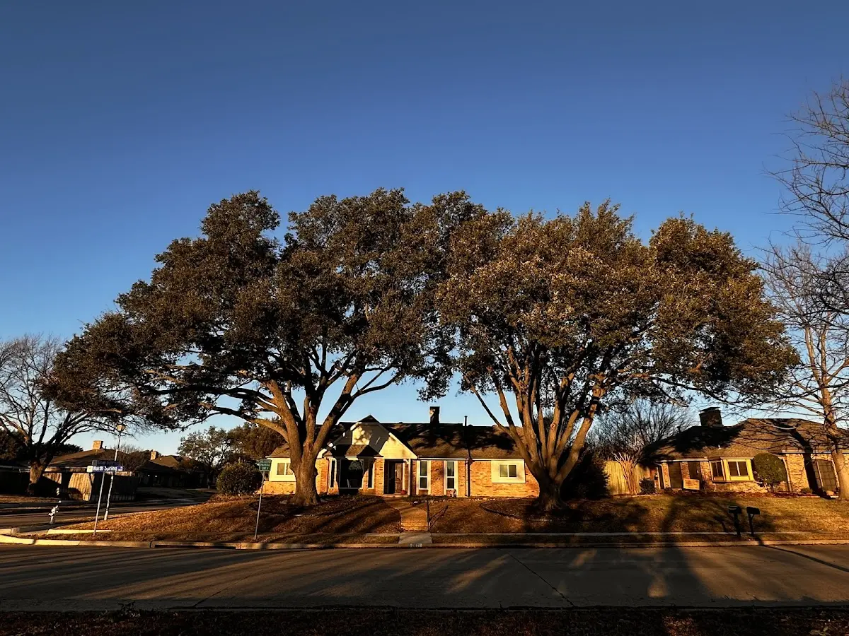 Established residential canopy tree shading a home in Belleview