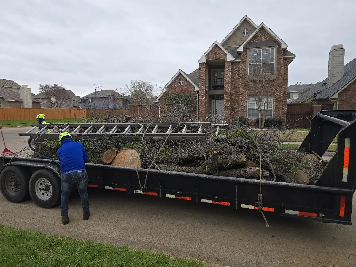 Expert Tree Removal with proper safety equipment in Belleview